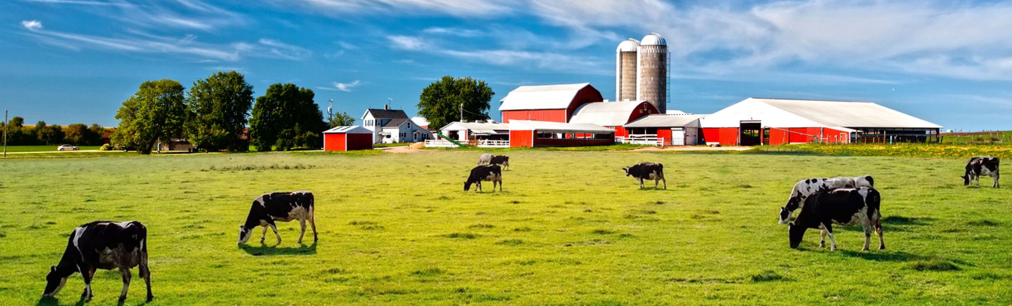 Dairy Valley Distributors